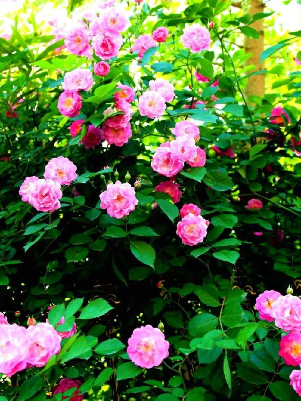 100Pcs Mix Climbing Rose Rosa Bush Vine Climber Fragrant Butterfly Flower Seeds